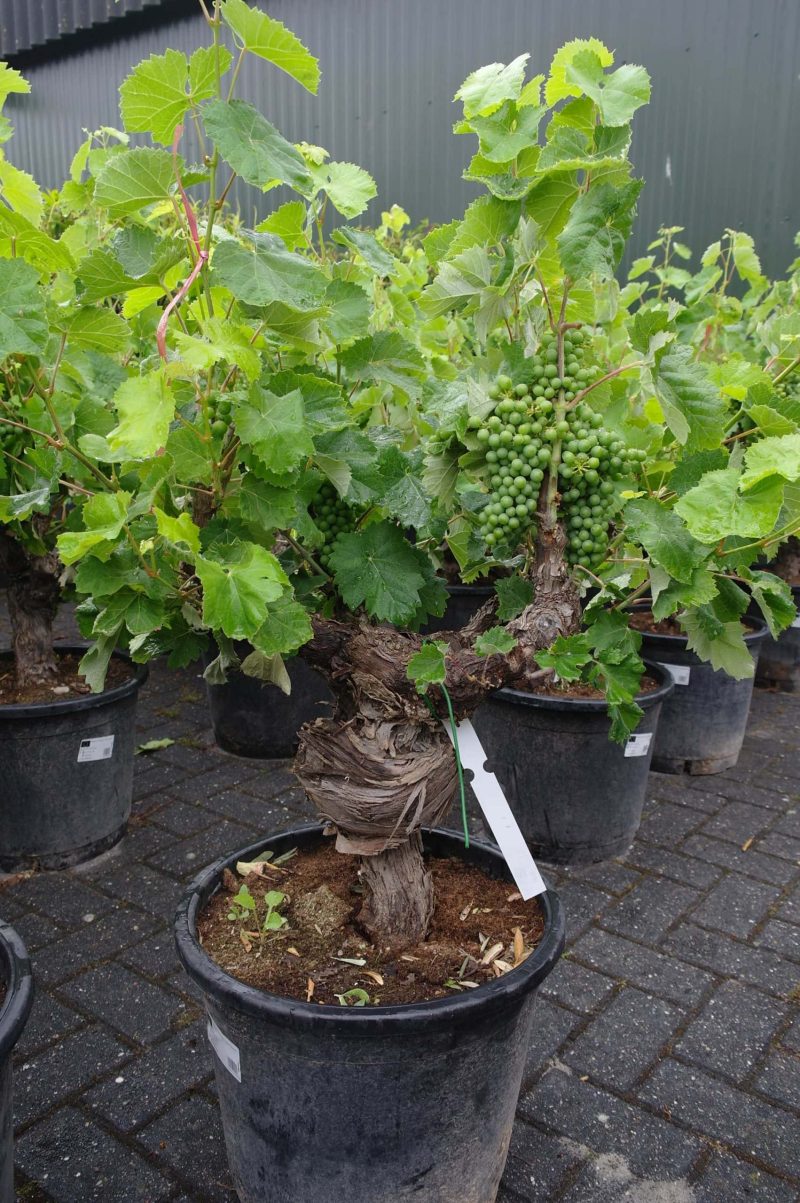 Vitis Vinifera - druivenrank - Afbeelding 2