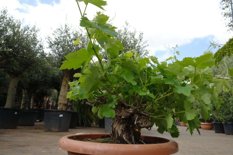 Vitis Vinifera - druivenrank bonsai - Afbeelding 3