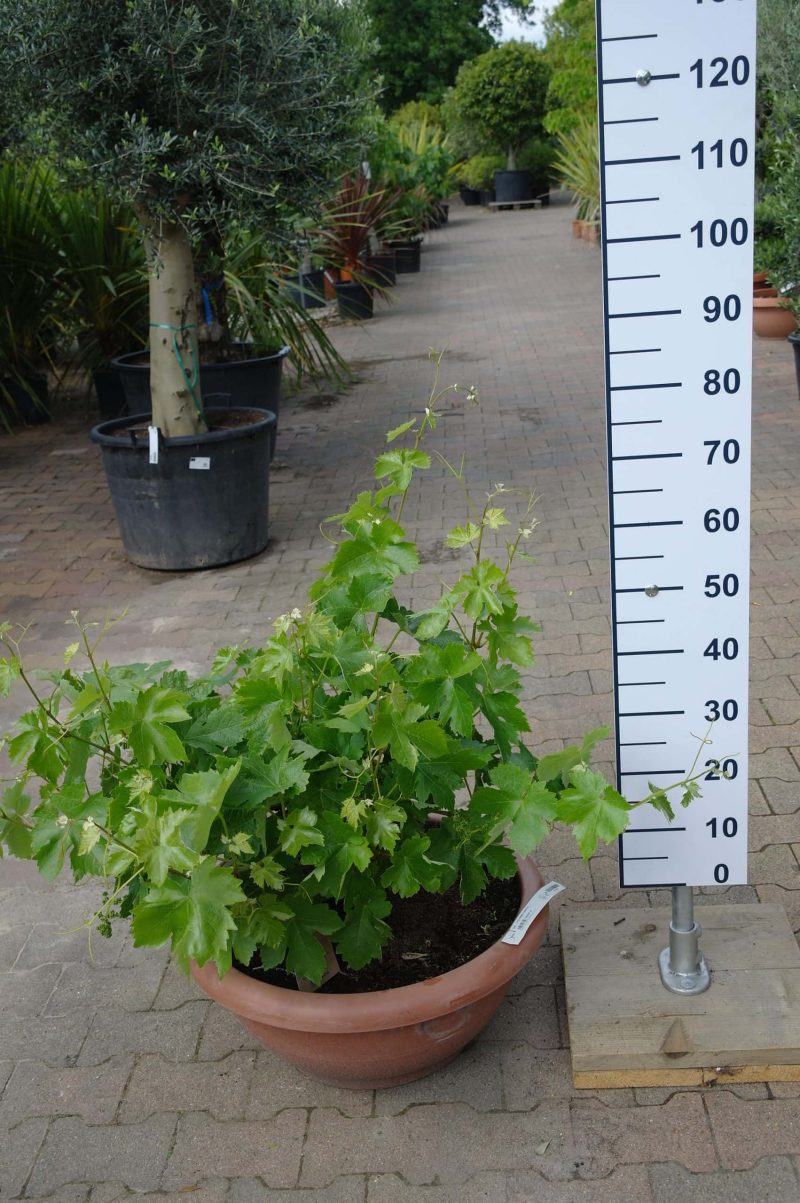 Vitis Vinifera - druivenrank bonsai