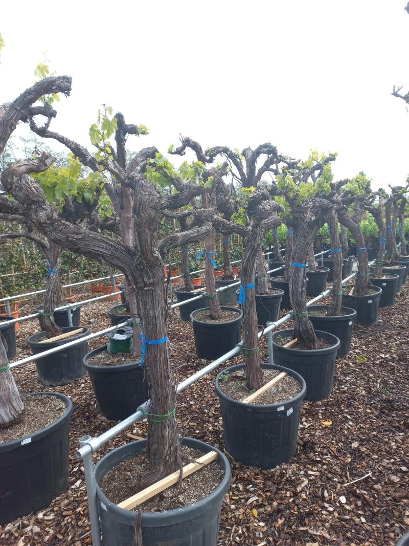 Vitis Vinifera - druivenrank - Afbeelding 2
