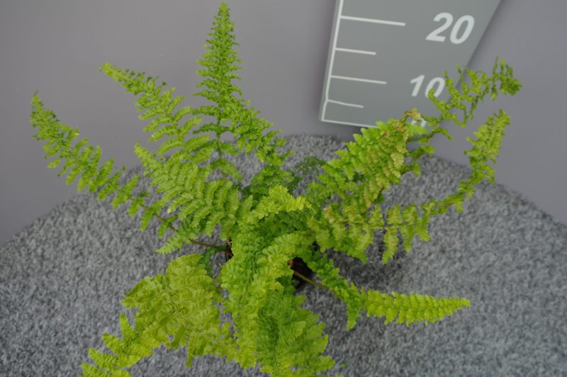 Dryopteris X Complexa 'Stableri'