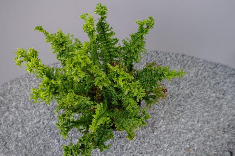 Dryopteris aff. Çrispa Cong. Grandiceps' - Afbeelding 2