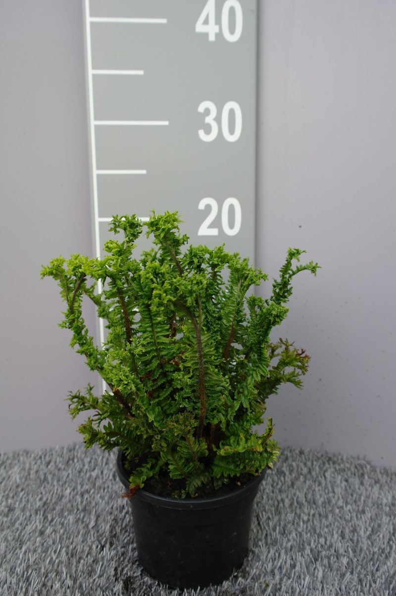 Dryopteris aff. Çrispa Cong. Grandiceps'
