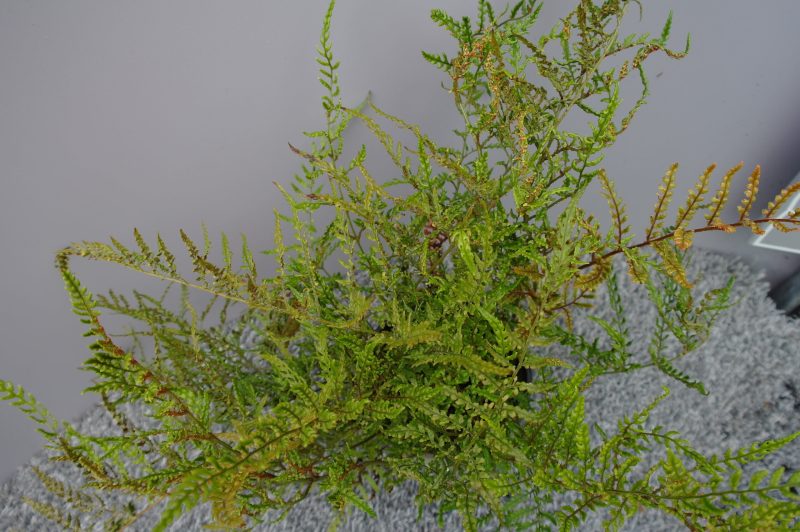 Dryopteris Erythrosora 'Prolifica Minima' - Afbeelding 2