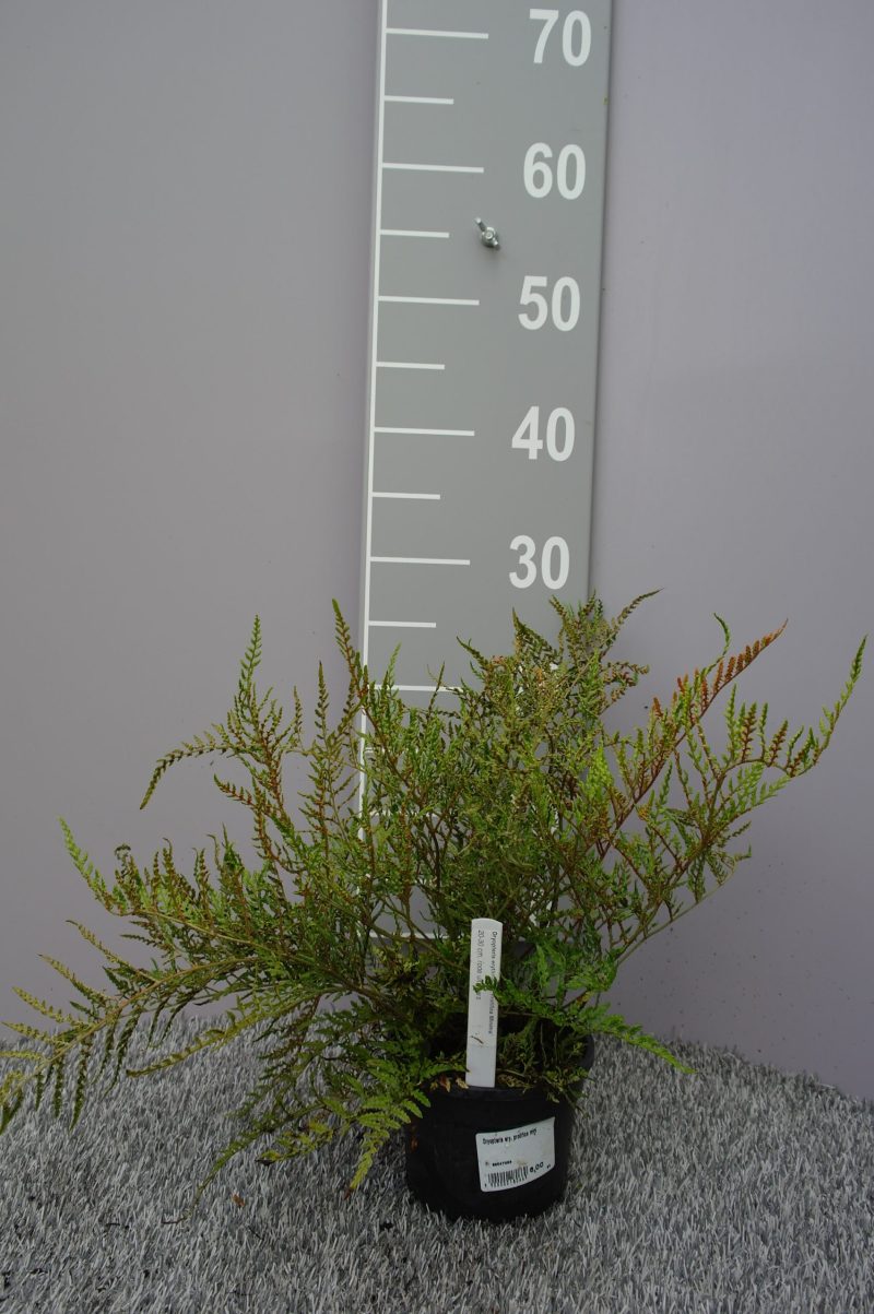 Dryopteris Erythrosora 'Prolifica Minima'