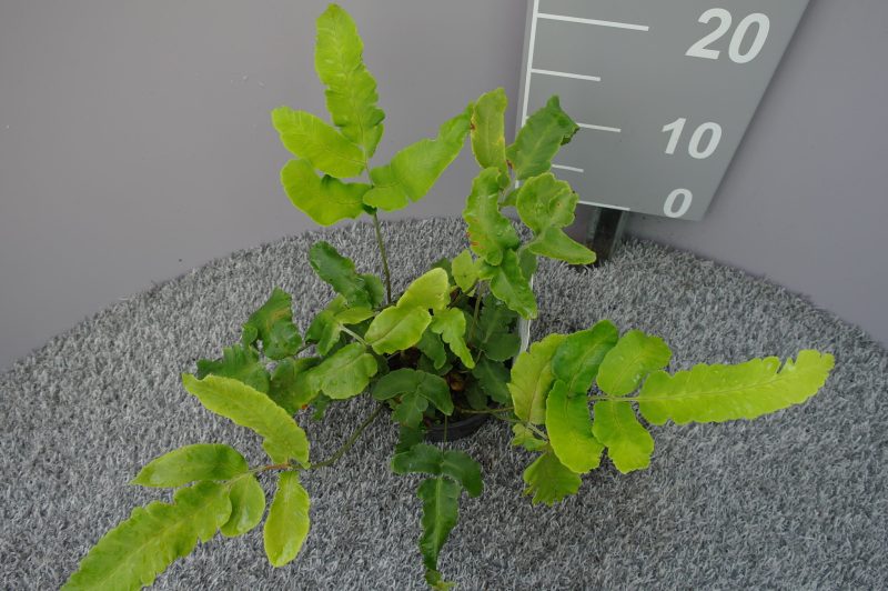 Dryopteris Sieboldii - Afbeelding 2