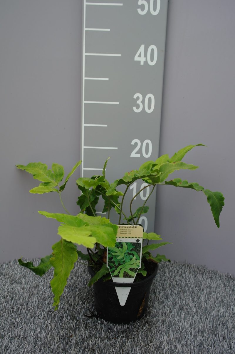 Dryopteris Sieboldii
