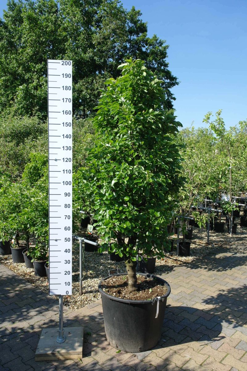 Pyrus communis nano dwergpeer klein - Afbeelding 4