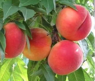 Prunus Persica 'Iris Rosso'- Perzik
