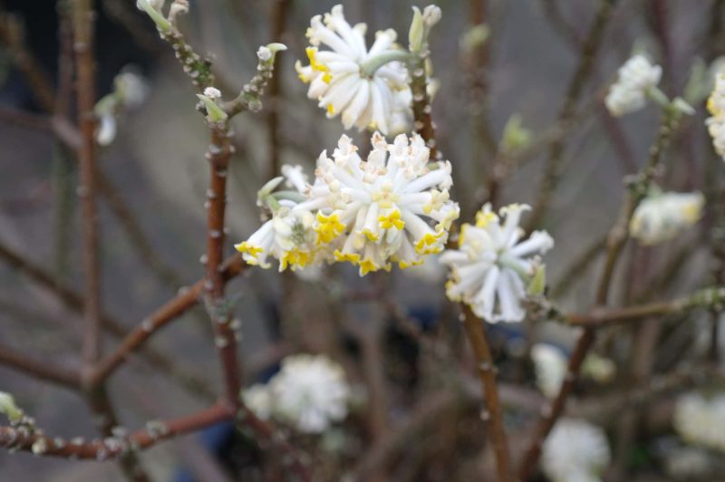 Edgeworthia Chrysantha - Afbeelding 2
