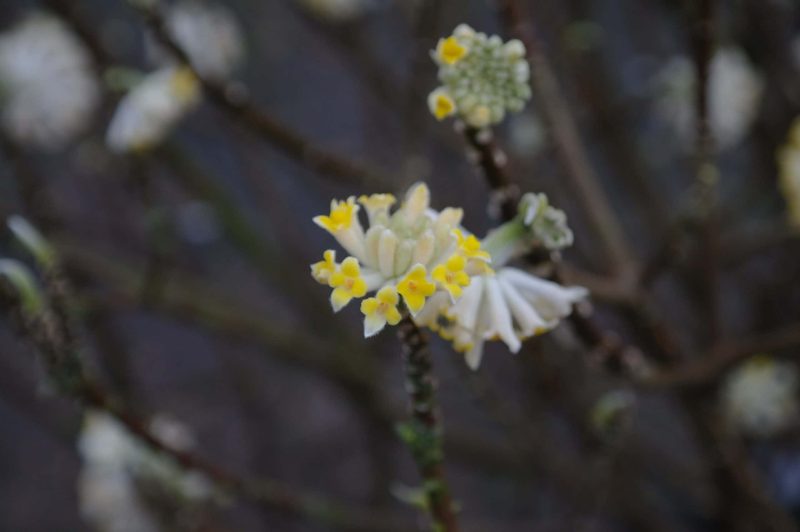 Edgeworthia Chrysantha - Afbeelding 3