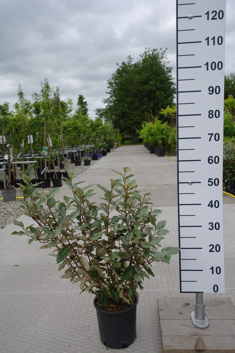 Elaeagnus Ebbingei "compacta"