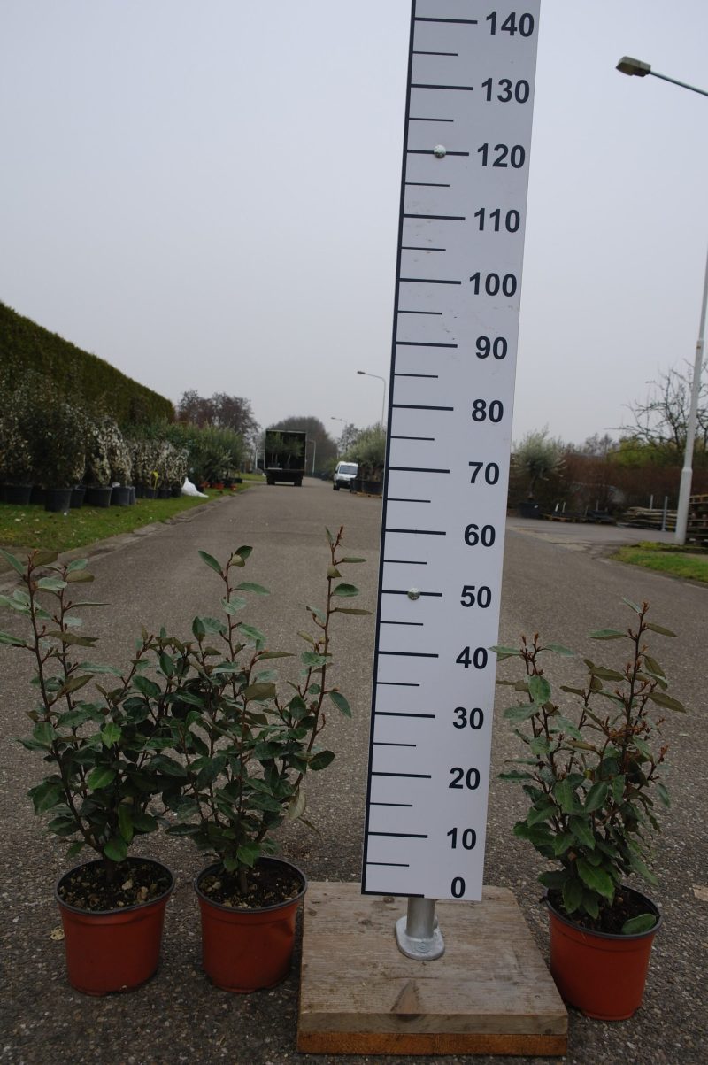 Elaeagnus Ebbingei compacta