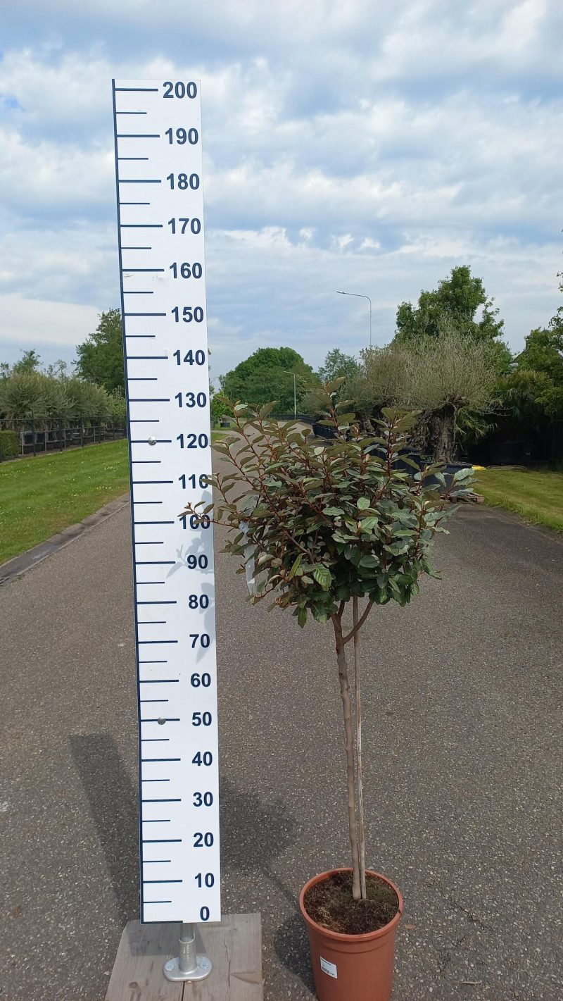 Elaeagnus Ebbingei 'compacta' op stam 70 cm