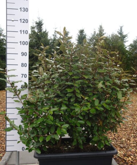 Elaeagnus Ebbingei