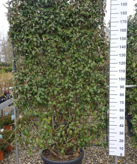 Elaeagnus Ebbingei compacta rek