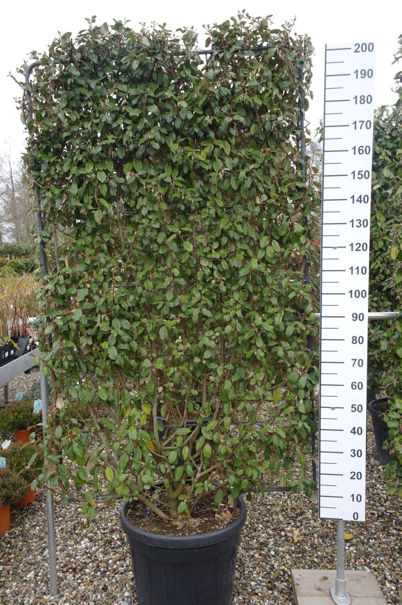 Elaeagnus Ebbingei compacta rek