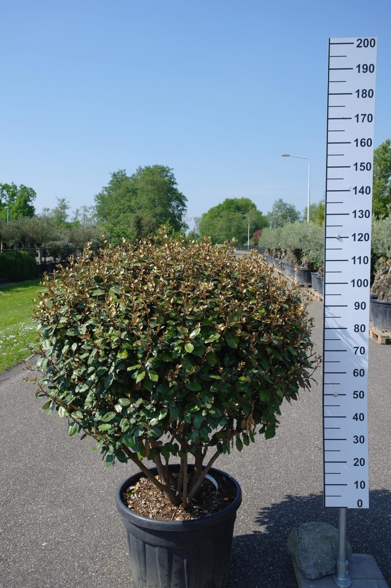 Elaeagnus Ebbingei compacta multistam - Afbeelding 2