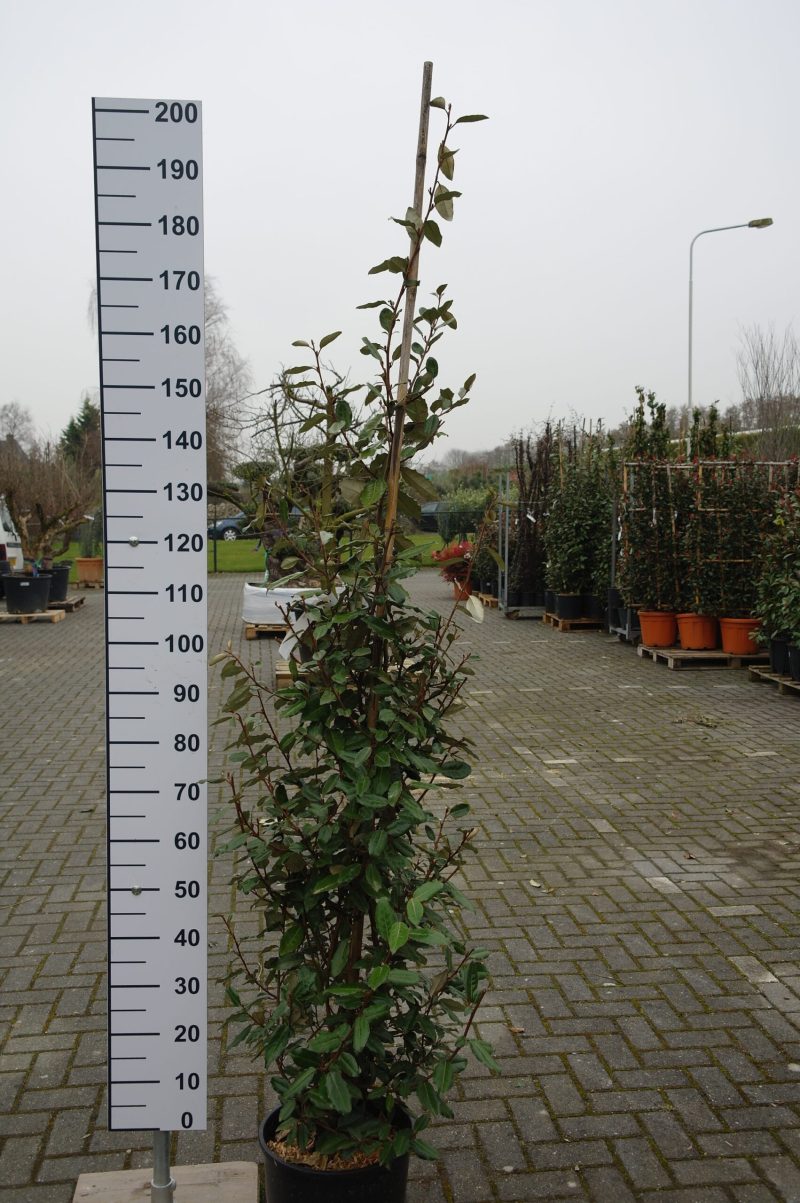 Elaeagnus Ebbingei piramide