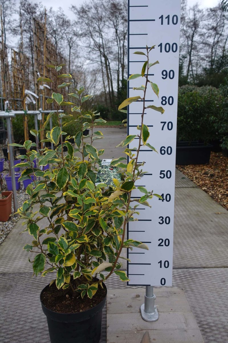 Elaeagnus Ebbingei 'Gilt Edge'