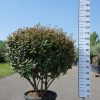 Elaeagnus Ebbingei compacta multistam