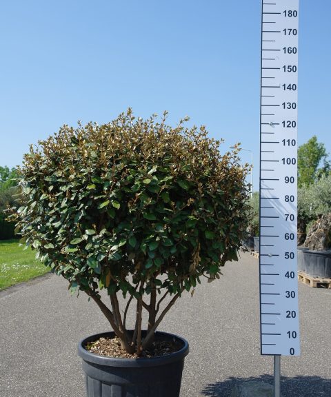 Elaeagnus Ebbingei compacta multistam