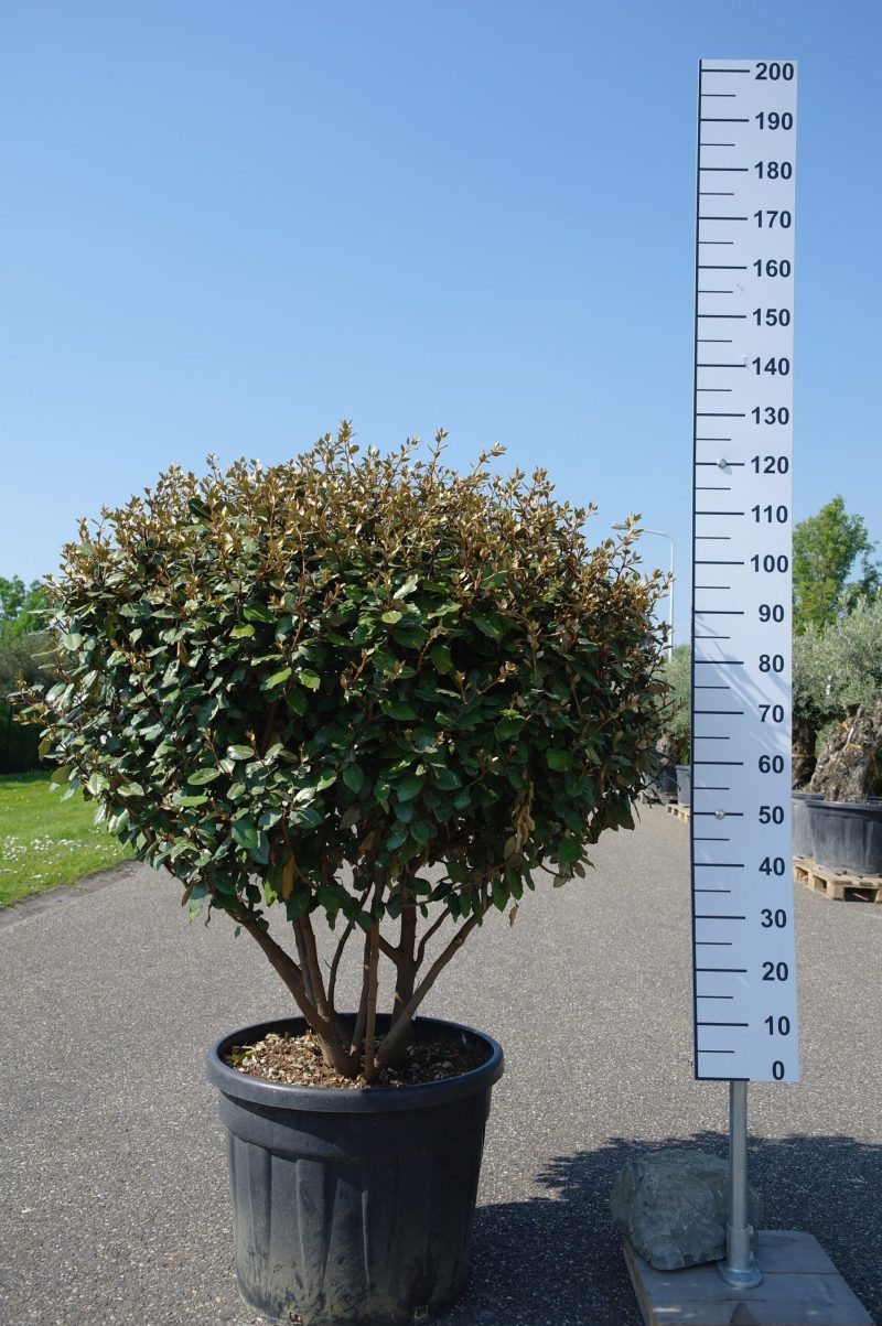 Elaeagnus Ebbingei compacta multistam