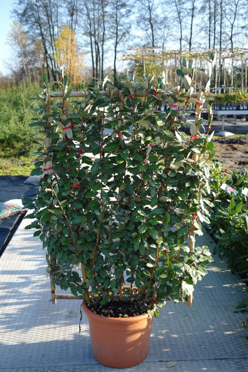 Elaeagnus Ebbingei op rek