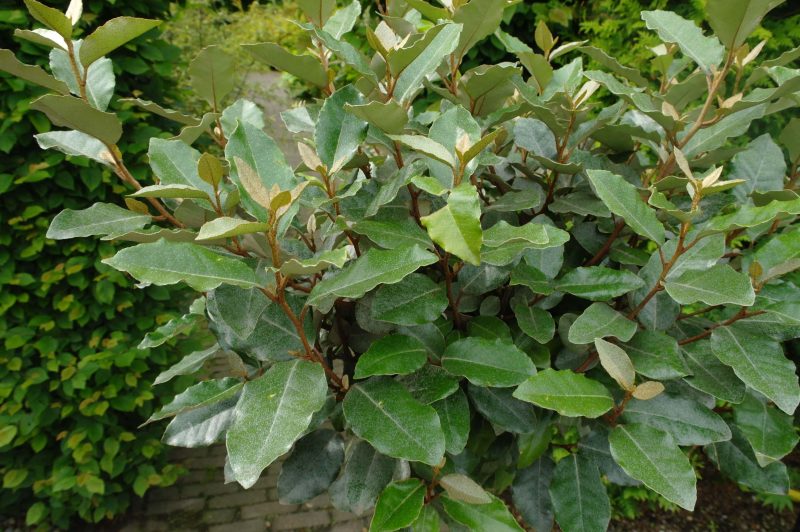 Elaeagnus Ebbingei 'compacta' op stam 90 cm - Afbeelding 2