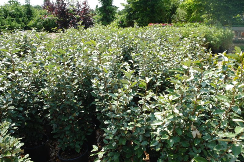 Elaeagnus Ebbingei 'compacta' struik - Afbeelding 2