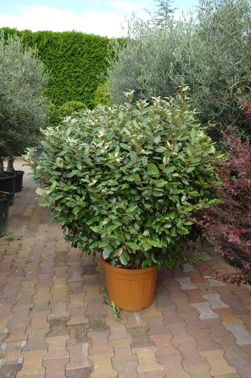 Elaeagnus Ebbingei bol
