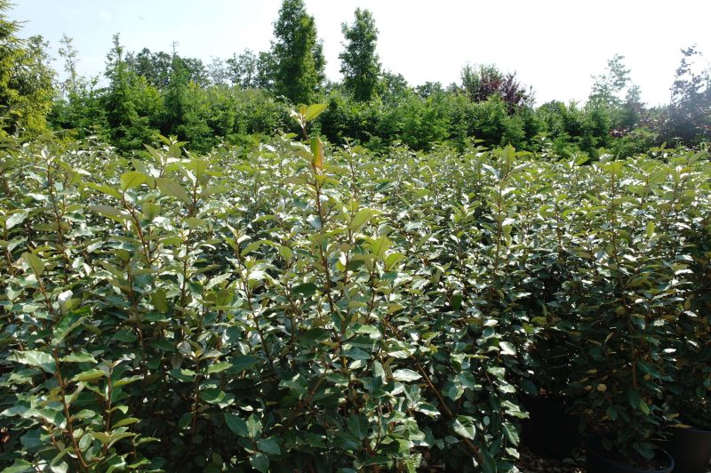 Elaeagnus Ebbingei 'compacta' struik - Afbeelding 3