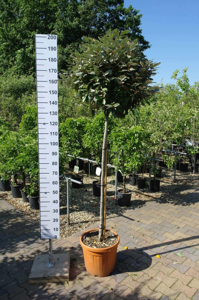 Elaeagnus Ebbingei compacta op stam 140-150 cm - Afbeelding 4