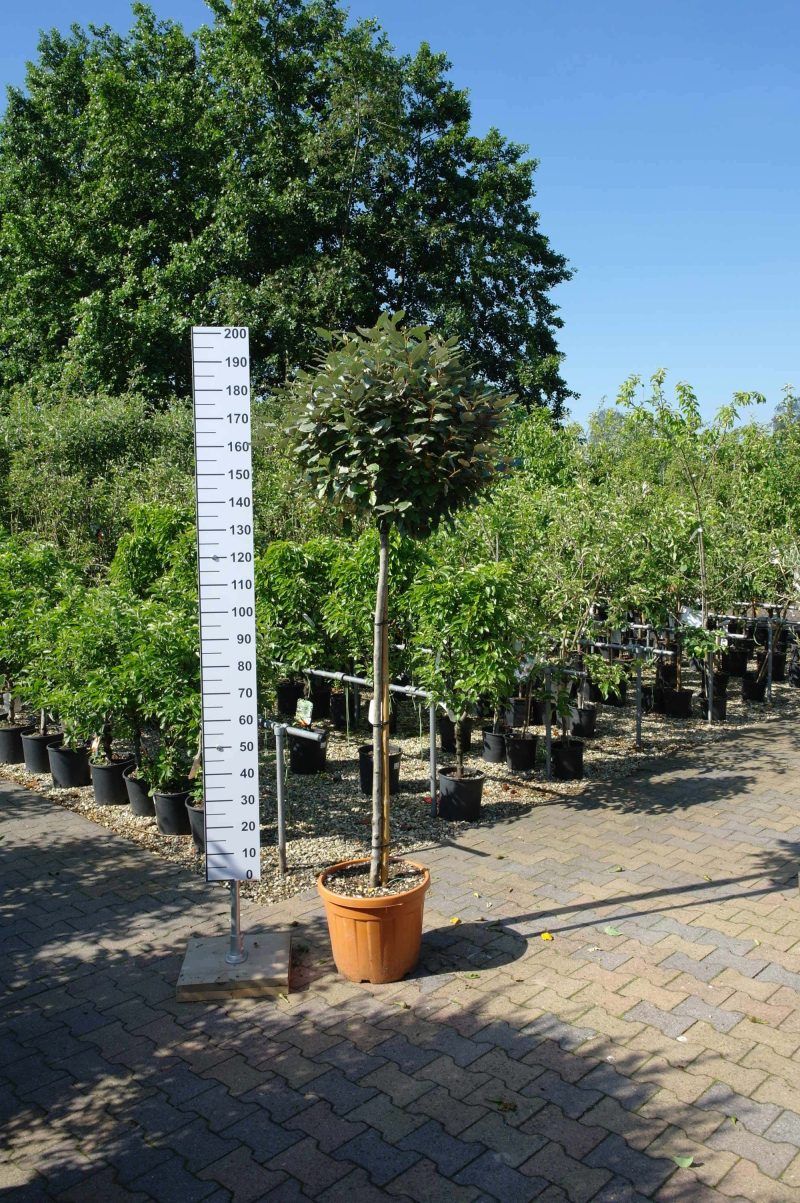 Elaeagnus Ebbingei compacta op stam 140-150 cm - Afbeelding 3
