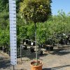 Elaeagnus Ebbingei vivileg op stam 140-150 cm stam