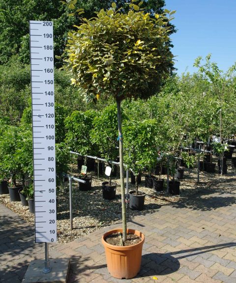 Elaeagnus Ebbingei vivileg op stam 140-150 cm stam