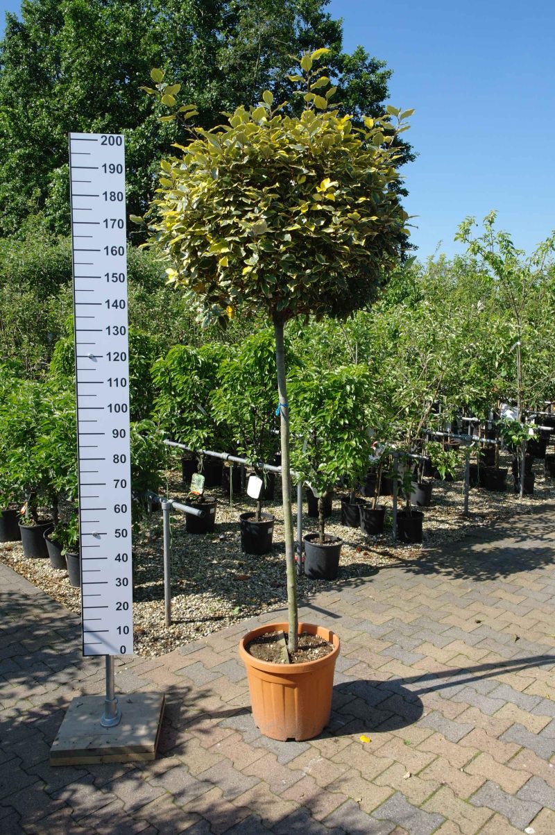 Elaeagnus Ebbingei vivileg op stam 140-150 cm stam