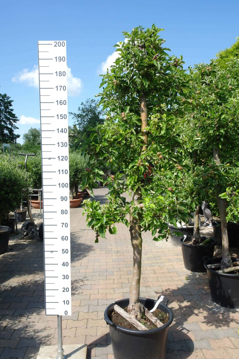 Malus Jonagold Appel - Afbeelding 8
