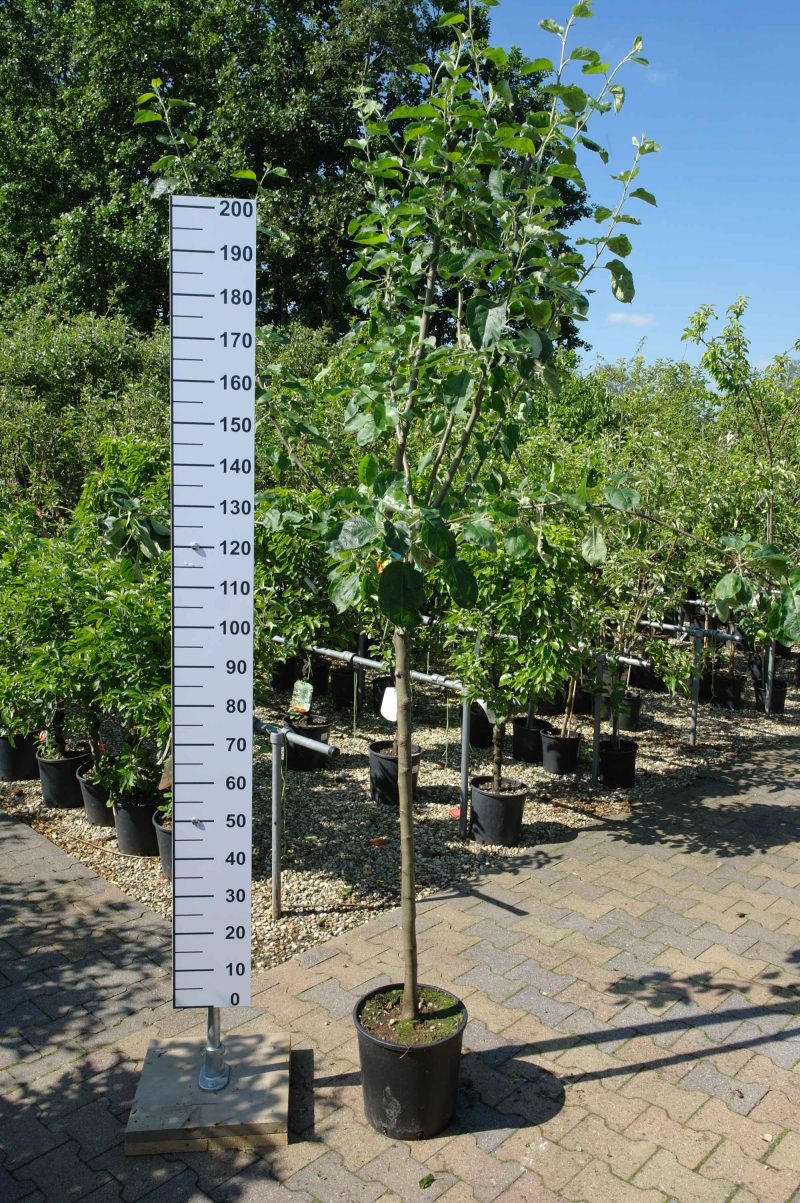 Malus Jonagold Appel - Afbeelding 9
