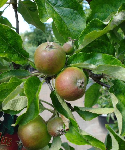 Appelbomen