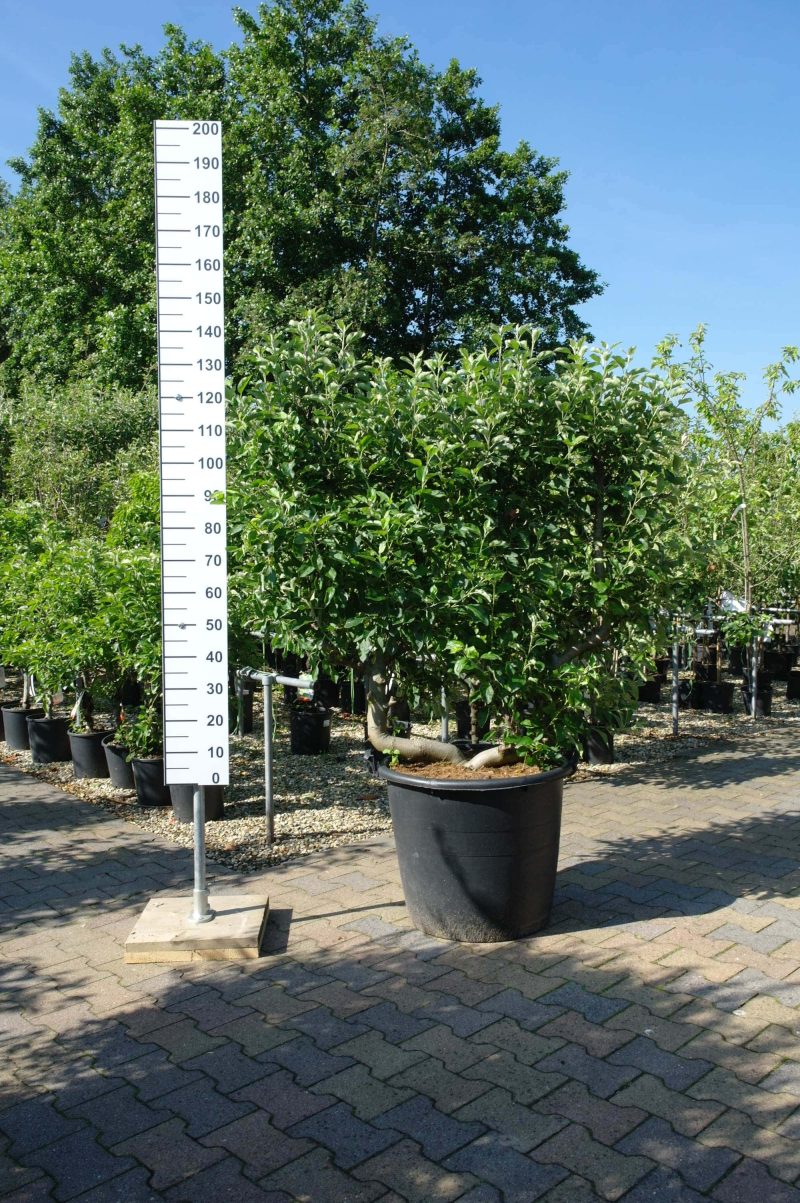 Appelboom (Malus domestica 'Elstar') - Afbeelding 7