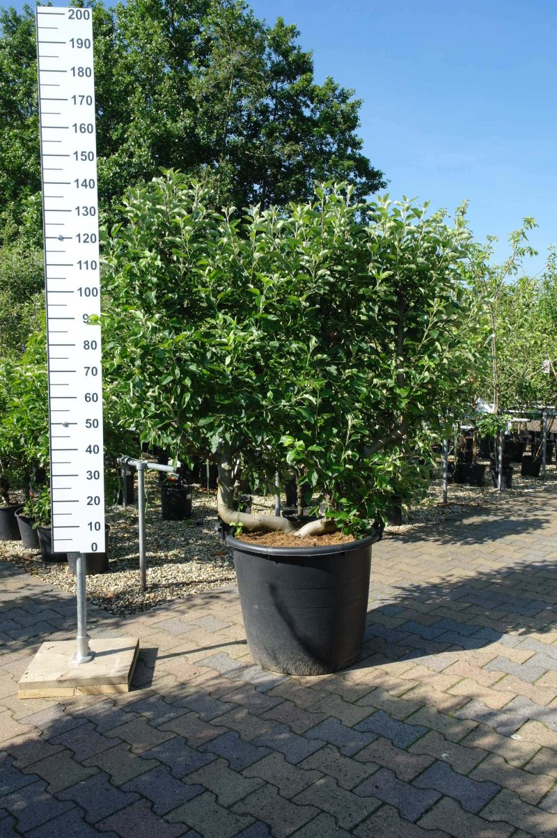 Malus Jonagold Appel - Afbeelding 7
