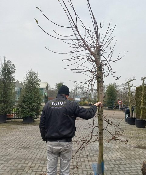 Malus Elstar