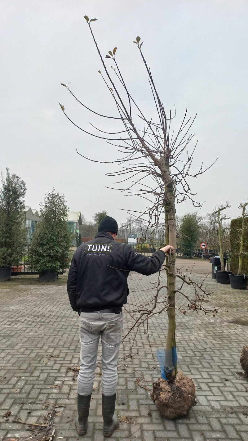 Malus Elstar