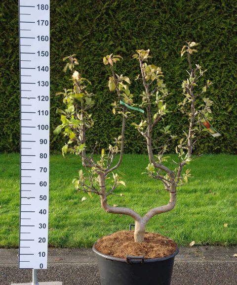 Malus Elstar leivorm