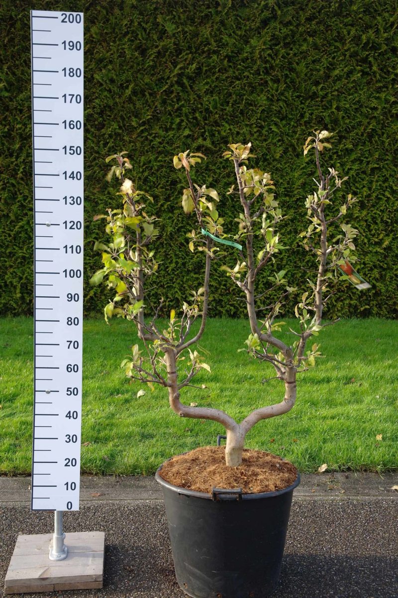 Malus Elstar leivorm