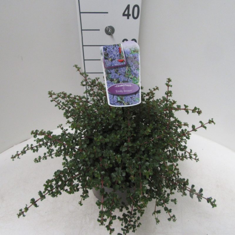 Ceanothus 'Emily Brown'