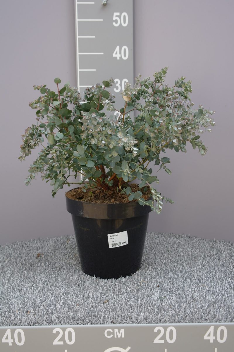 Eucalyptus Gunnii
