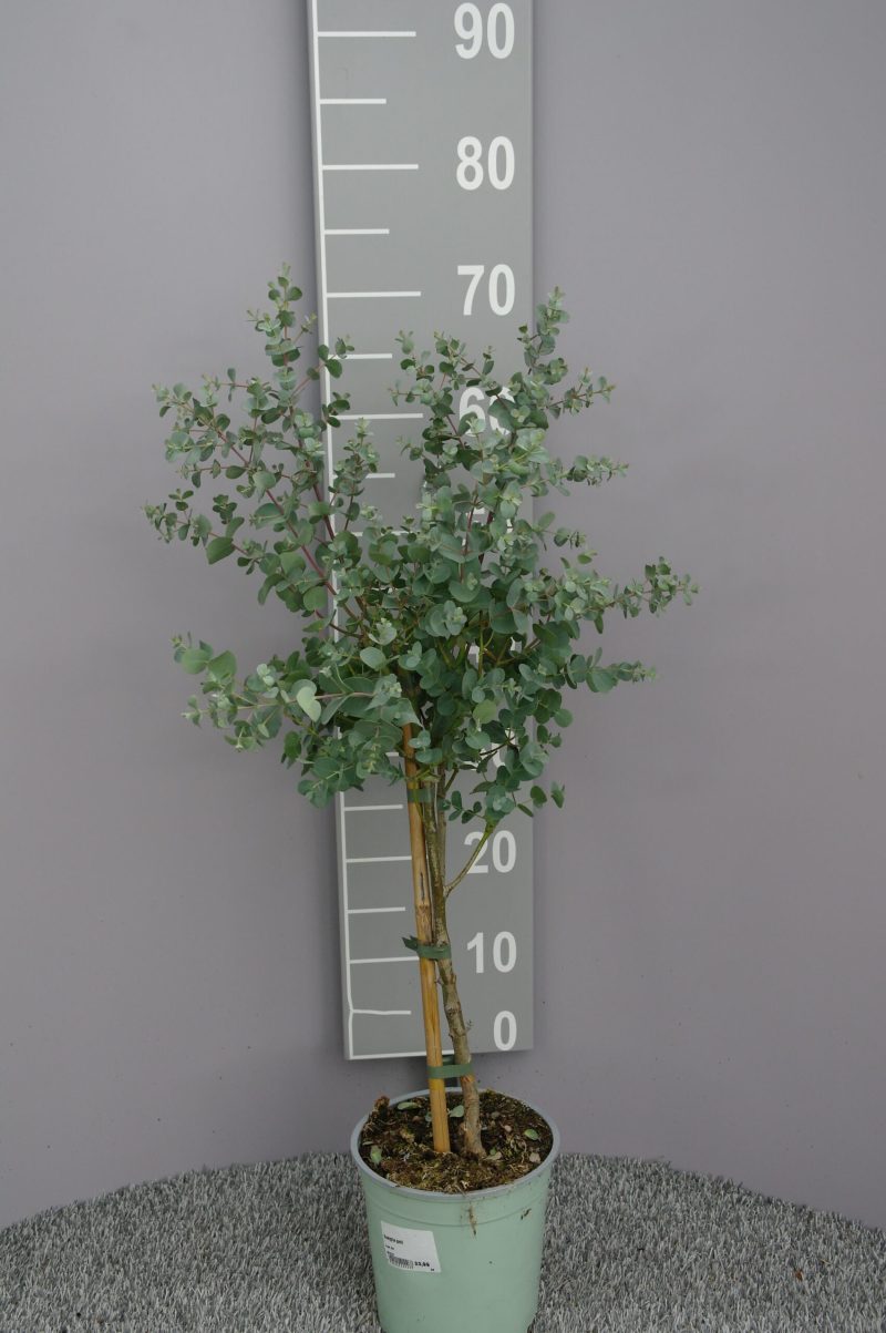 Eucalyptus Gunnii op stam