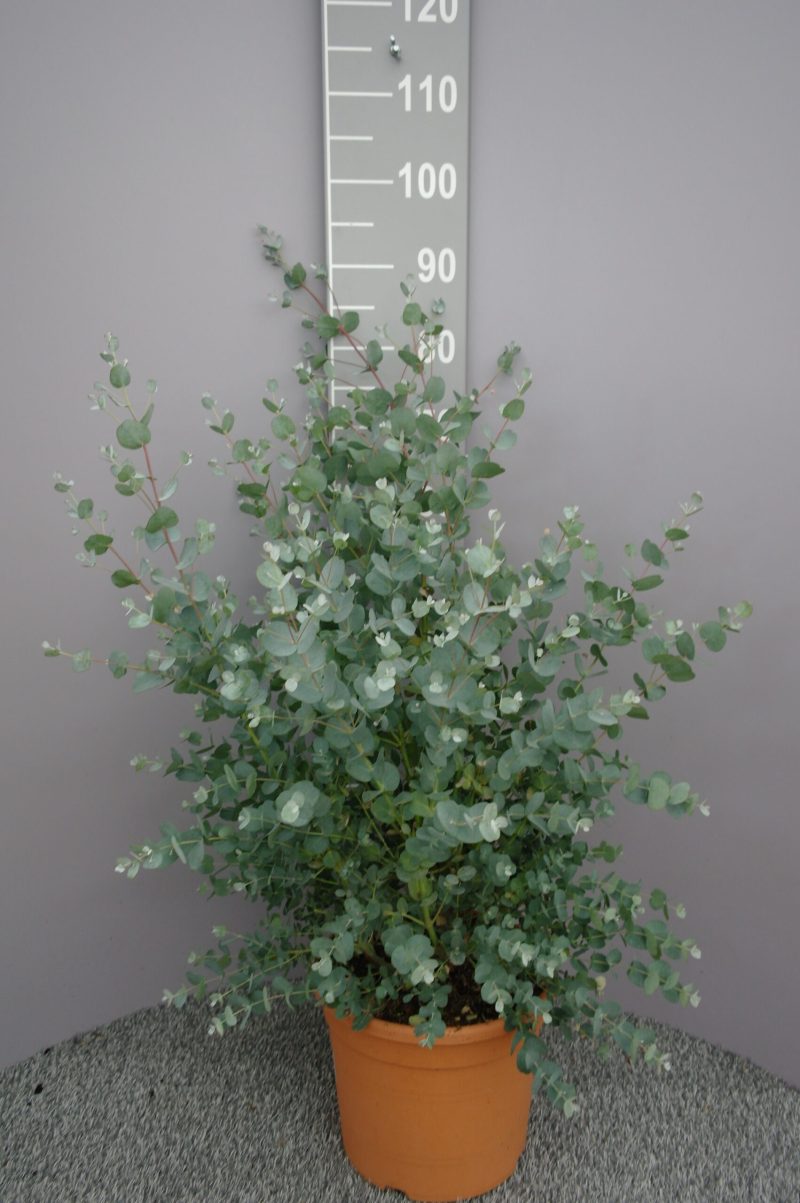 Eucalyptus Gunnii struik